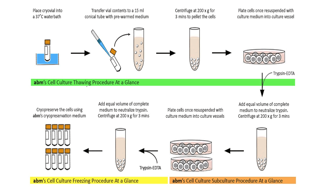 cell culture workflow