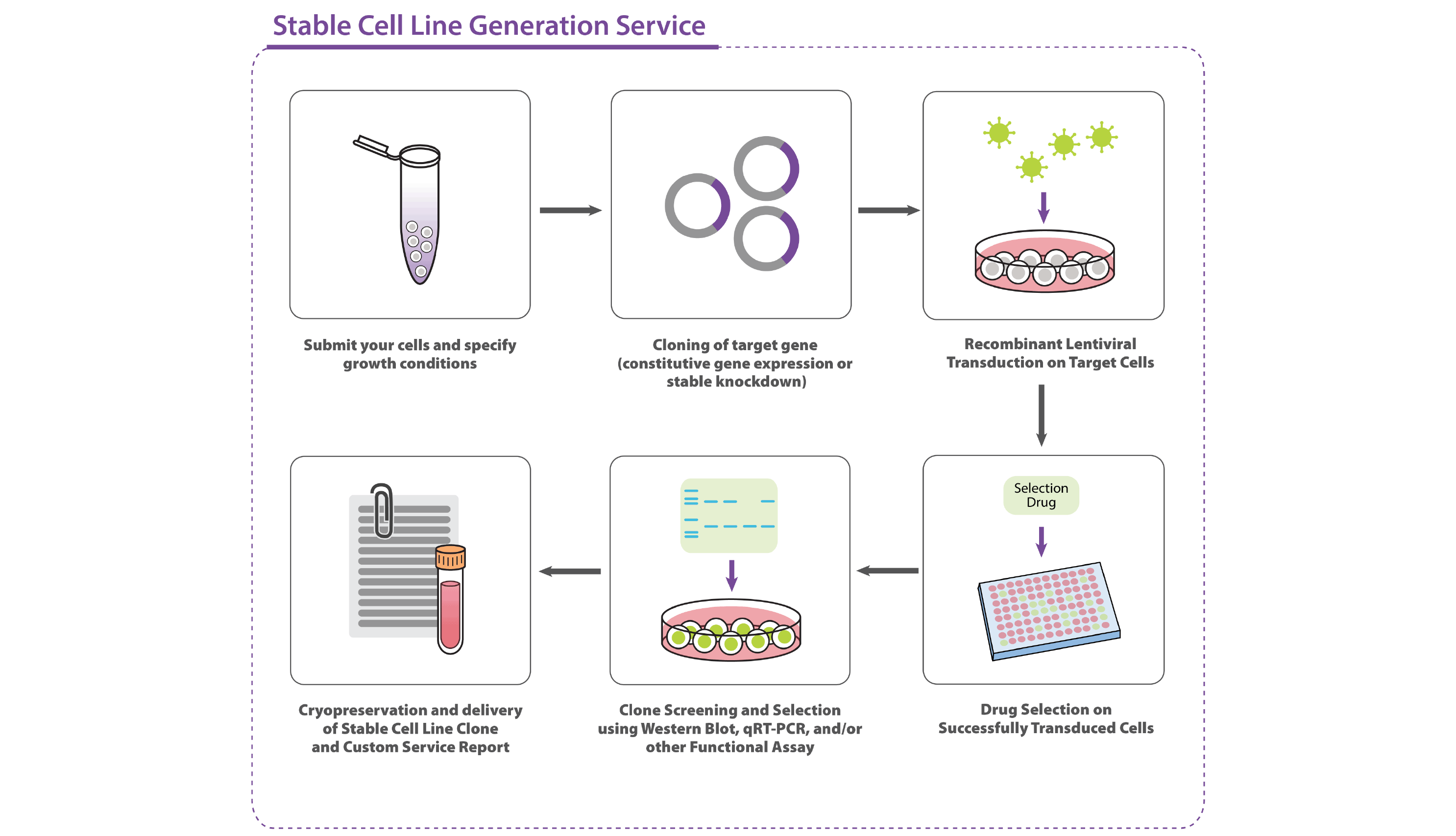 Stable Cell Line Generation