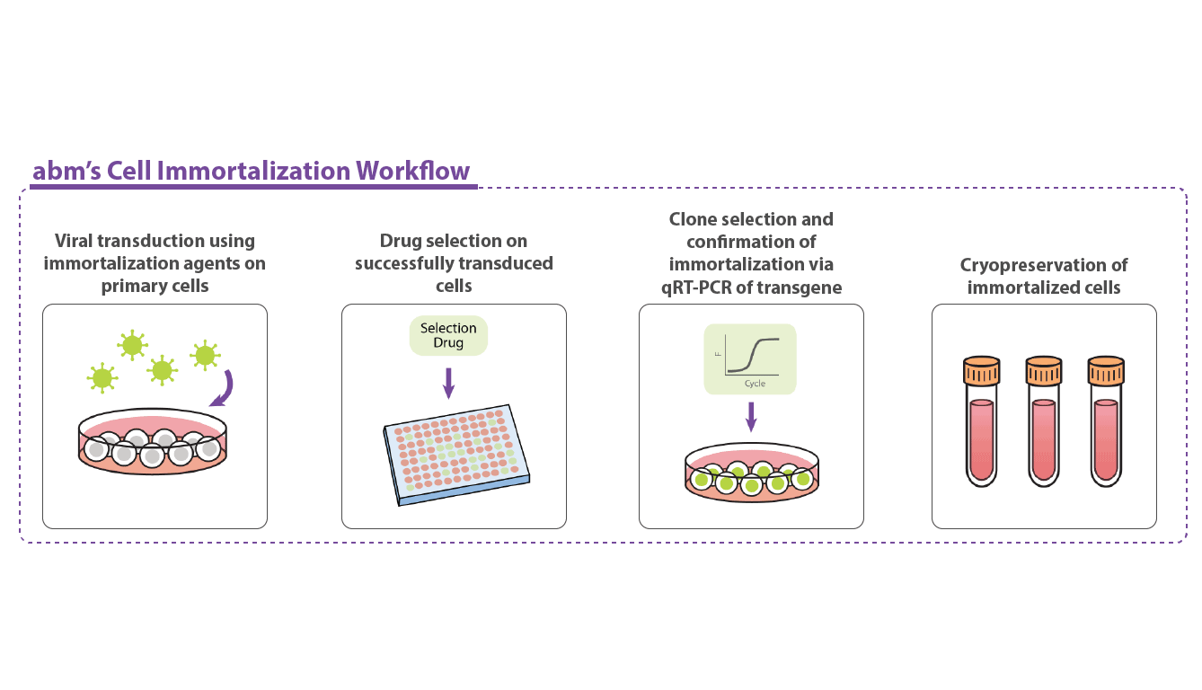 Cell Immortalization Workflow 