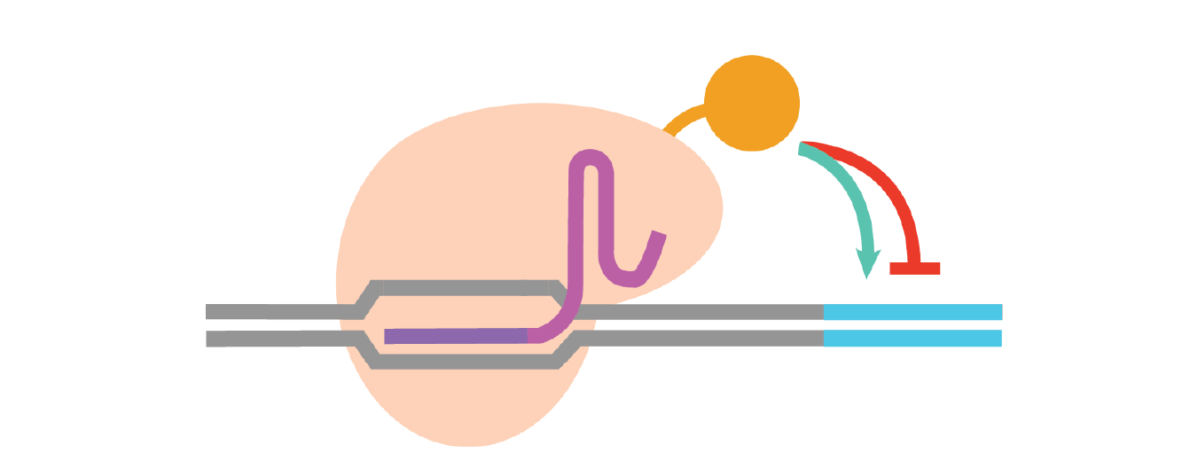 CRISPR Activation and Repression Knowledge Base