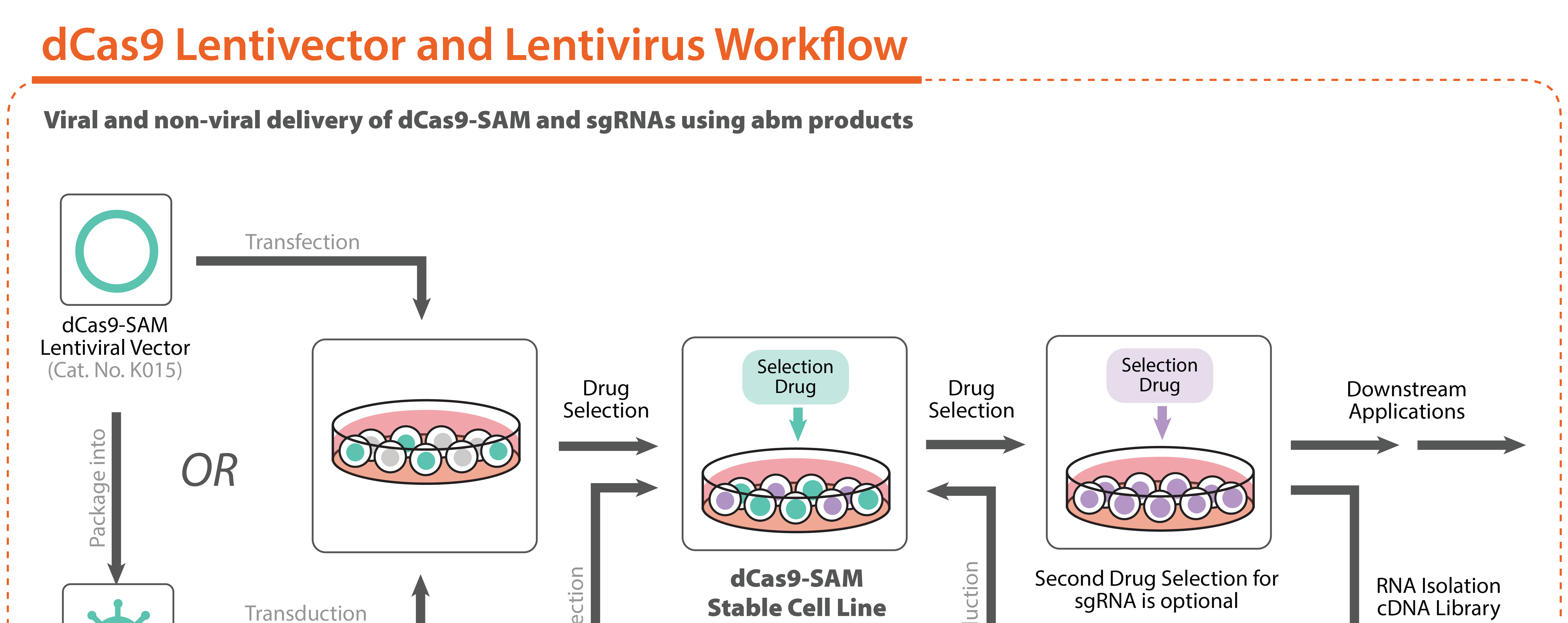 CRISPR dCas9 SAM Lentivector Lentivirus Workflow