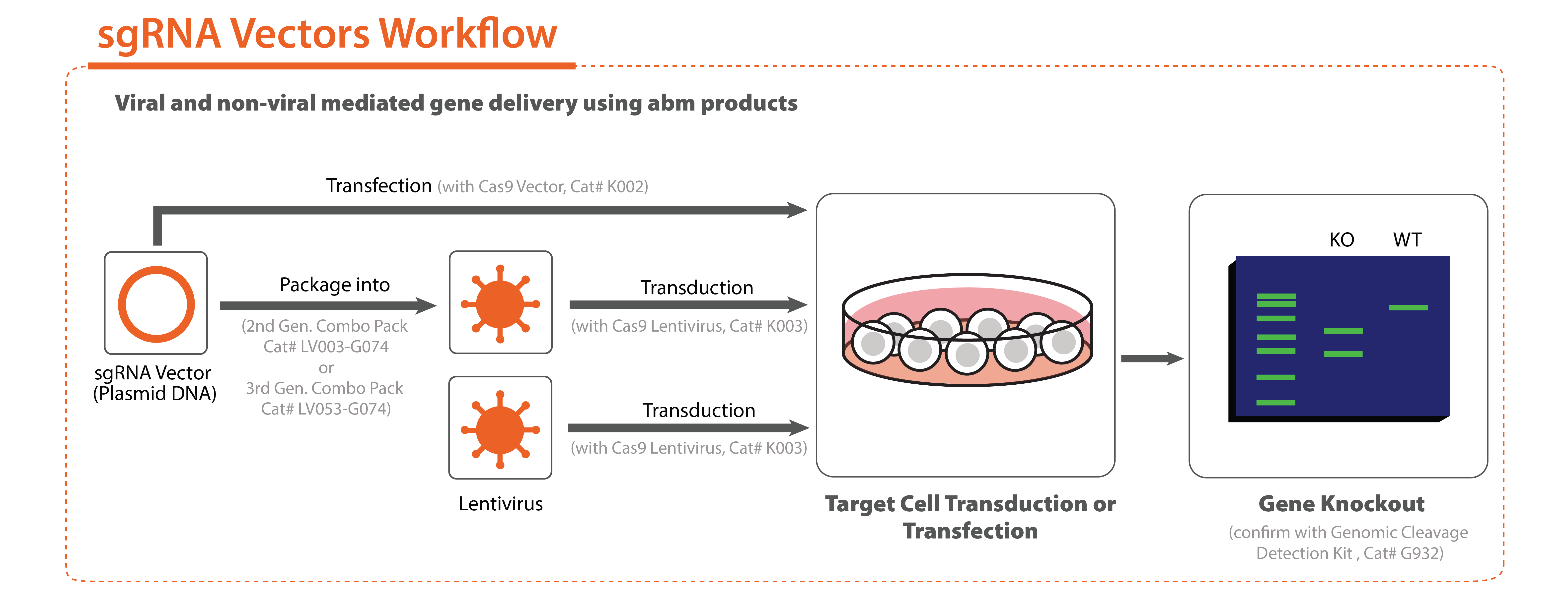 CRISPR lenti Workflow 