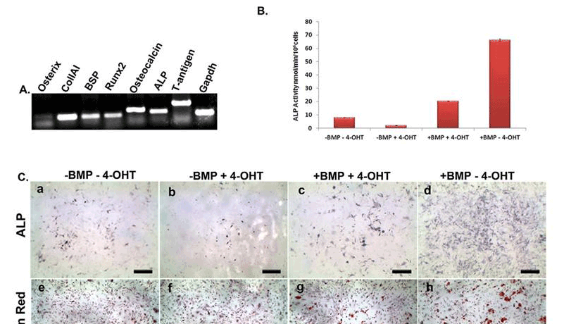 Characterization of BRITER cell line