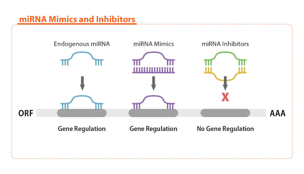 miRNA binding