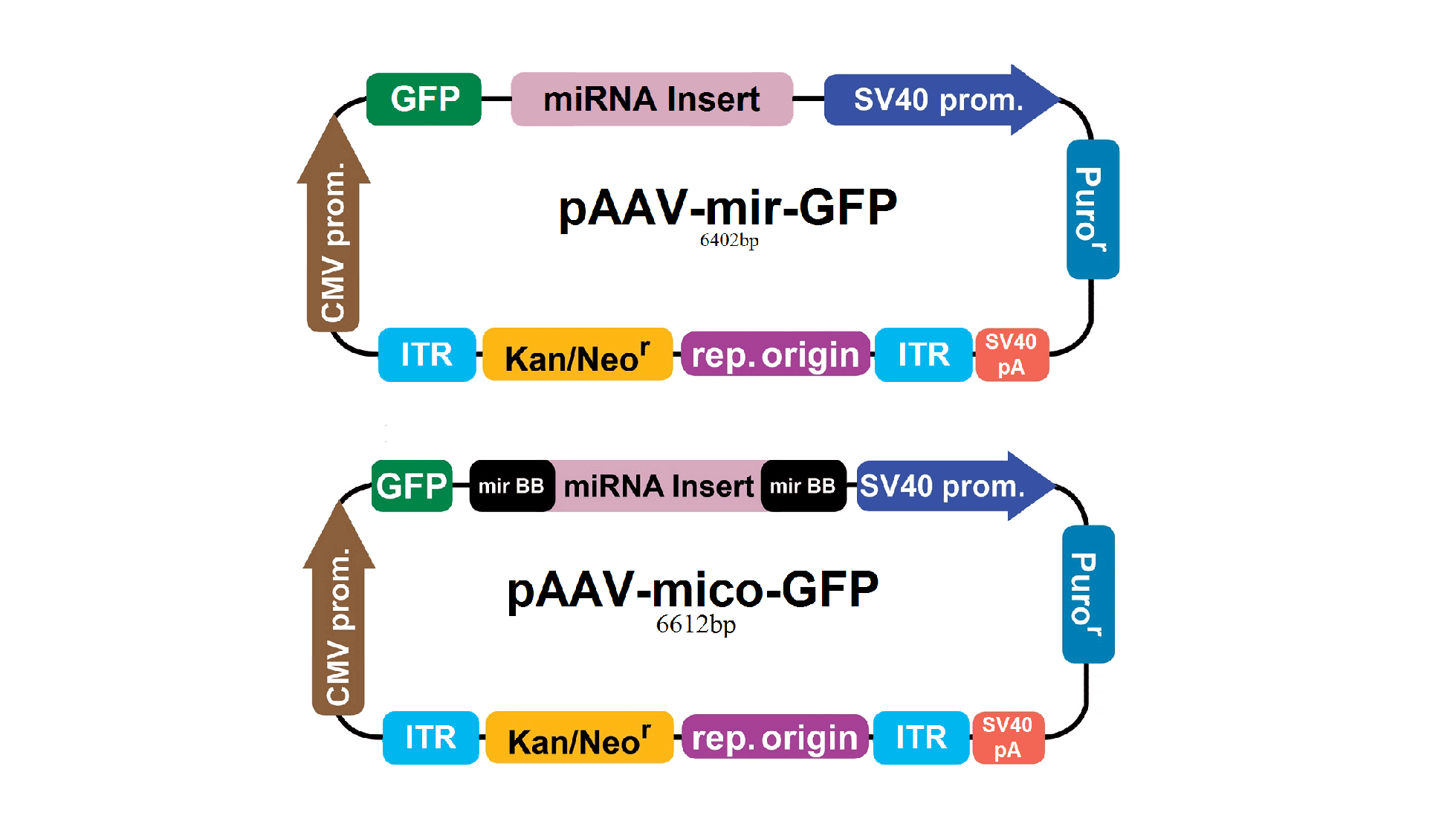 pAAV-mir-GFP, pAAV-mico-GFP vector maps