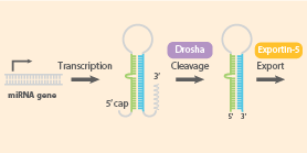 Introduction to miRNA