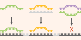 miRNA Target Prediction and Functional Analysis