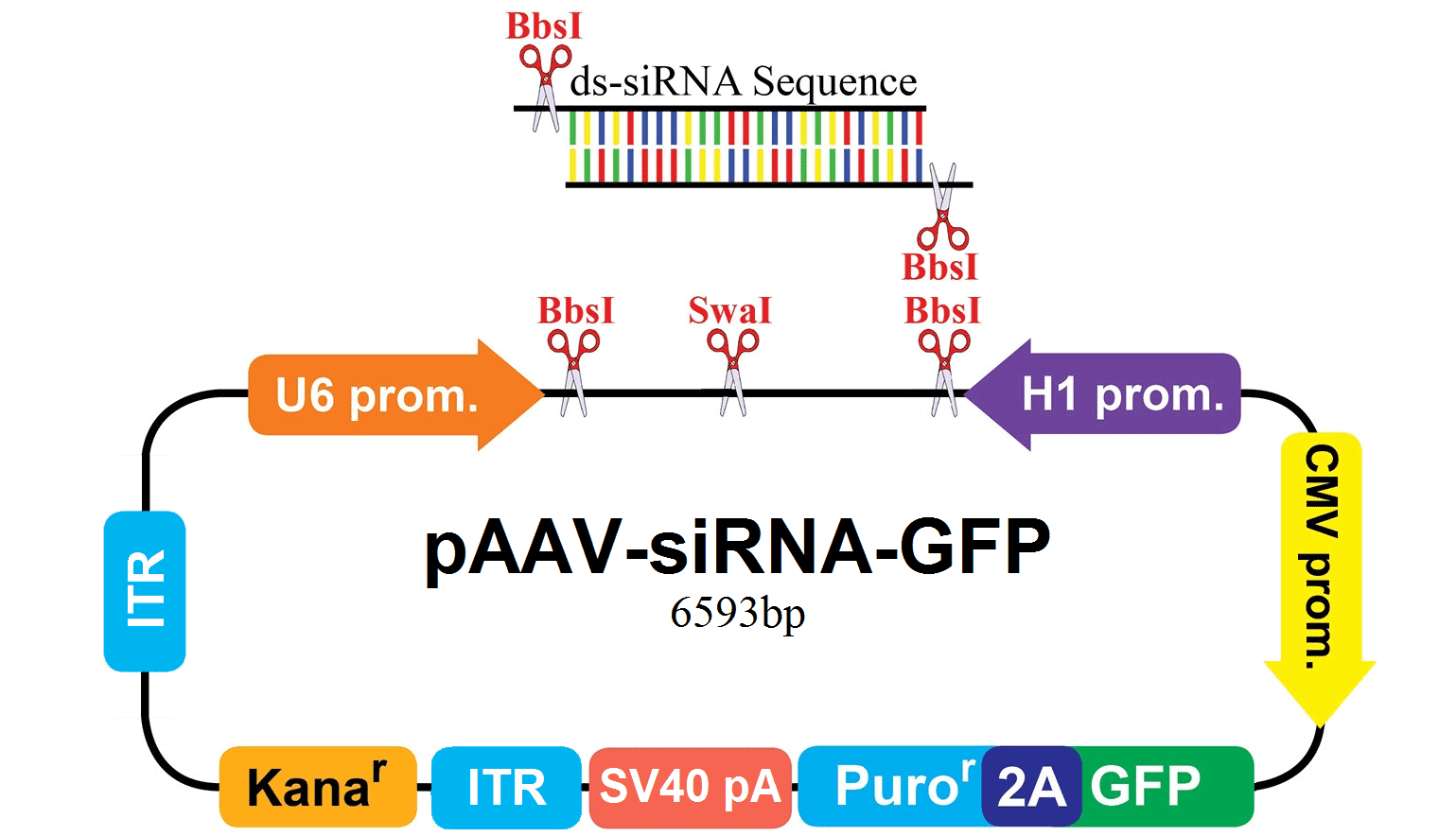pAAV-siRNA-GFP vector map