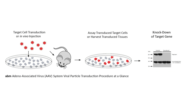 AAV workflow siRNA